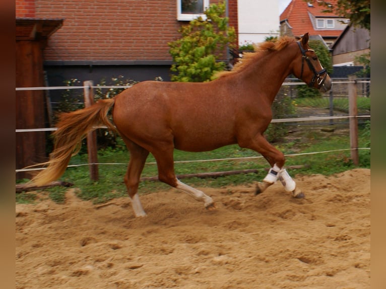 Deutsches Reitpony Wallach 2 Jahre 143 cm Fuchs in Velpke