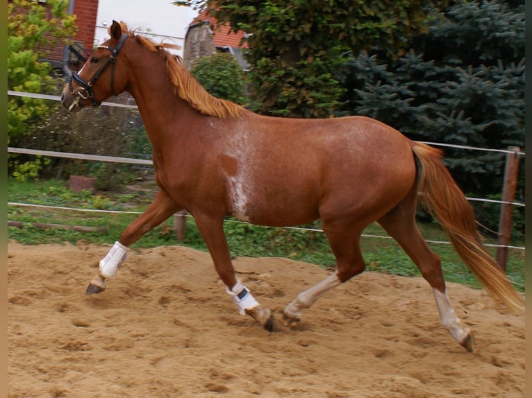 Deutsches Reitpony Wallach 2 Jahre 143 cm Fuchs in Velpke