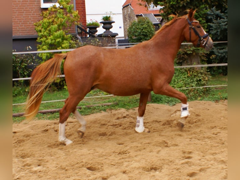 Deutsches Reitpony Wallach 2 Jahre 143 cm Fuchs in Velpke