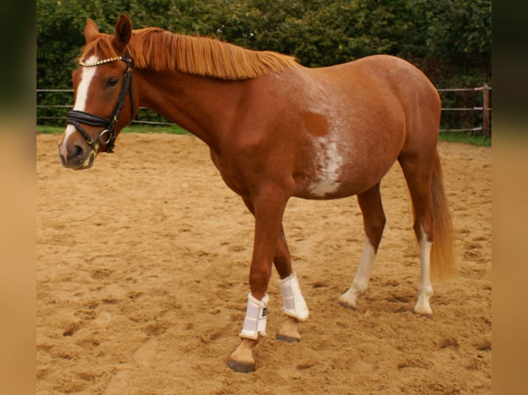 Deutsches Reitpony Wallach 2 Jahre 143 cm Fuchs in Velpke