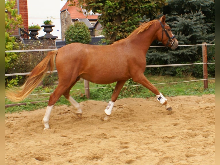 Deutsches Reitpony Wallach 2 Jahre 143 cm Fuchs in Velpke