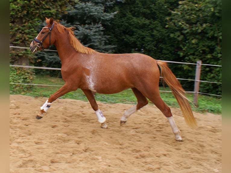 Deutsches Reitpony Wallach 2 Jahre 143 cm Fuchs in Velpke