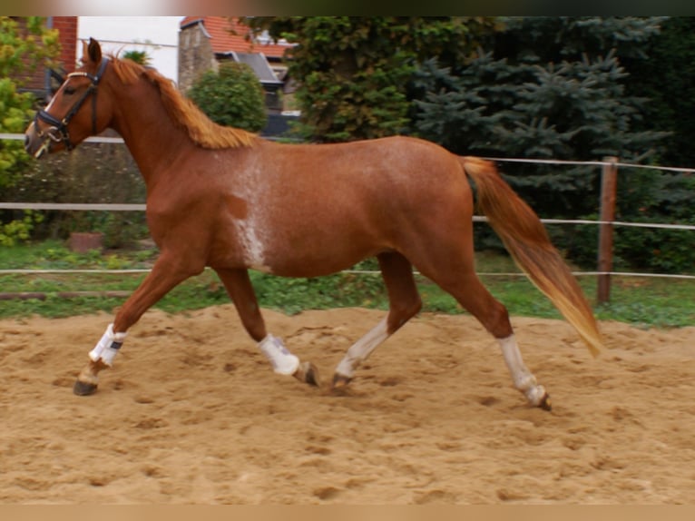 Deutsches Reitpony Wallach 2 Jahre 143 cm Fuchs in Velpke