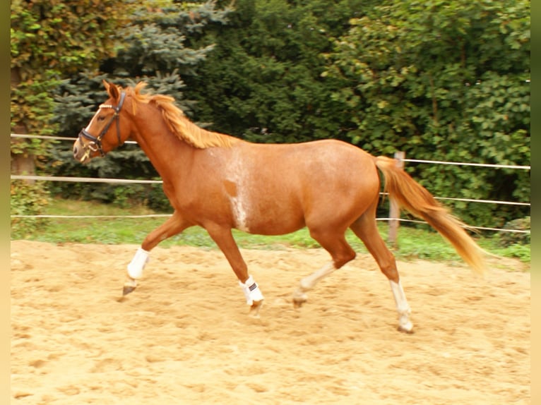 Deutsches Reitpony Wallach 2 Jahre 143 cm Fuchs in Velpke