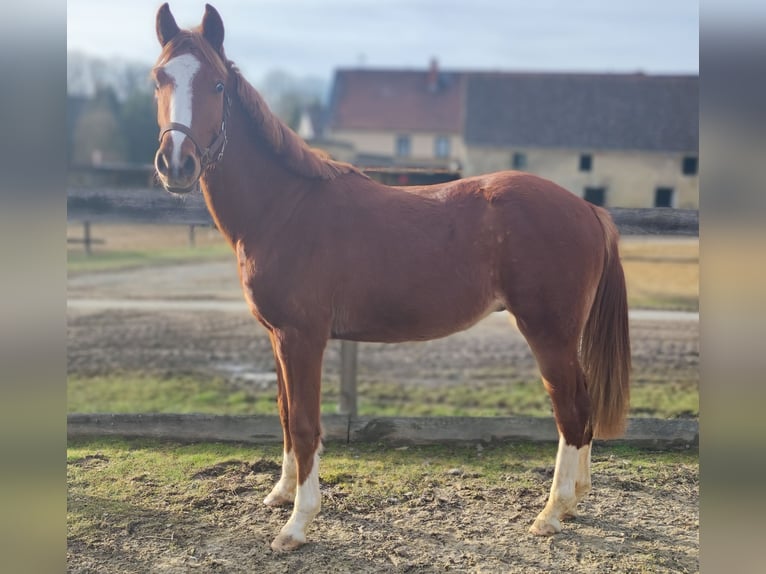 Deutsches Reitpony Wallach 2 Jahre 143 cm Fuchs in Crossen