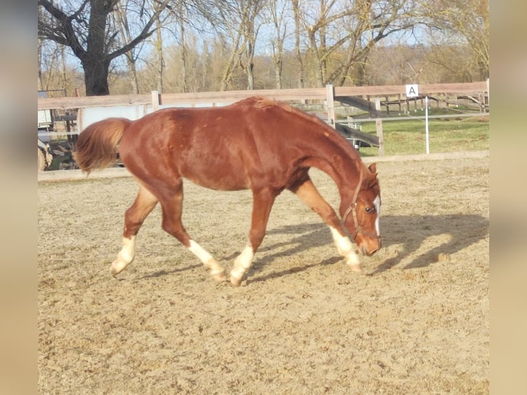 Deutsches Reitpony Wallach 2 Jahre 143 cm Fuchs in Crossen