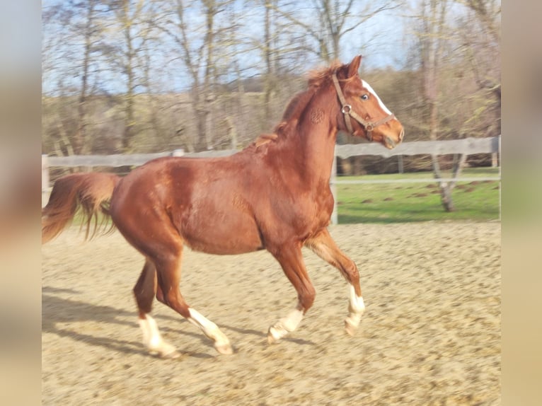 Deutsches Reitpony Wallach 2 Jahre 143 cm Fuchs in Crossen