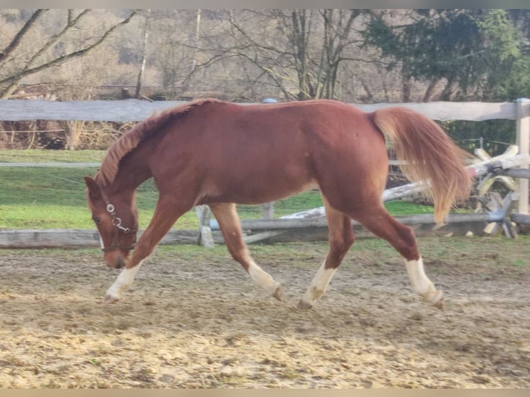 Deutsches Reitpony Wallach 2 Jahre 143 cm Fuchs in Crossen