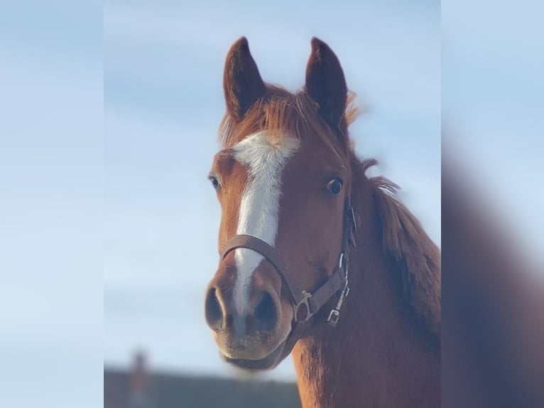 Deutsches Reitpony Wallach 2 Jahre 143 cm Fuchs in Crossen