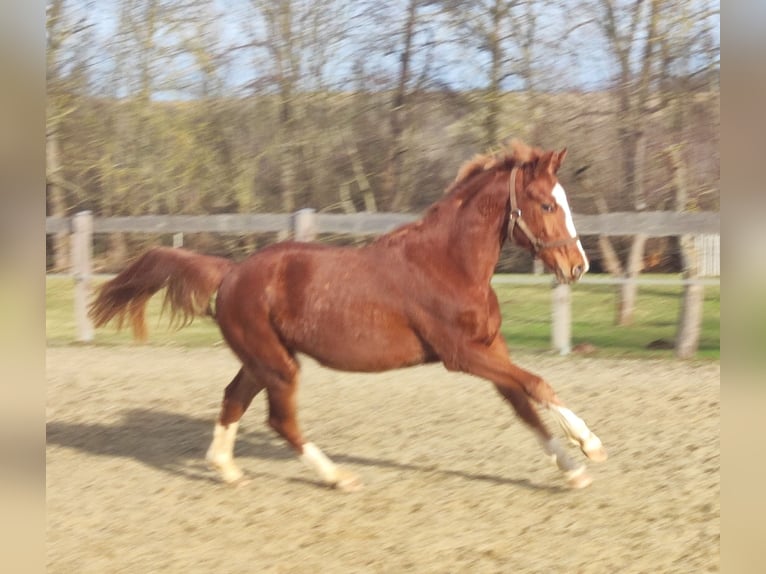 Deutsches Reitpony Wallach 2 Jahre 143 cm Fuchs in Crossen