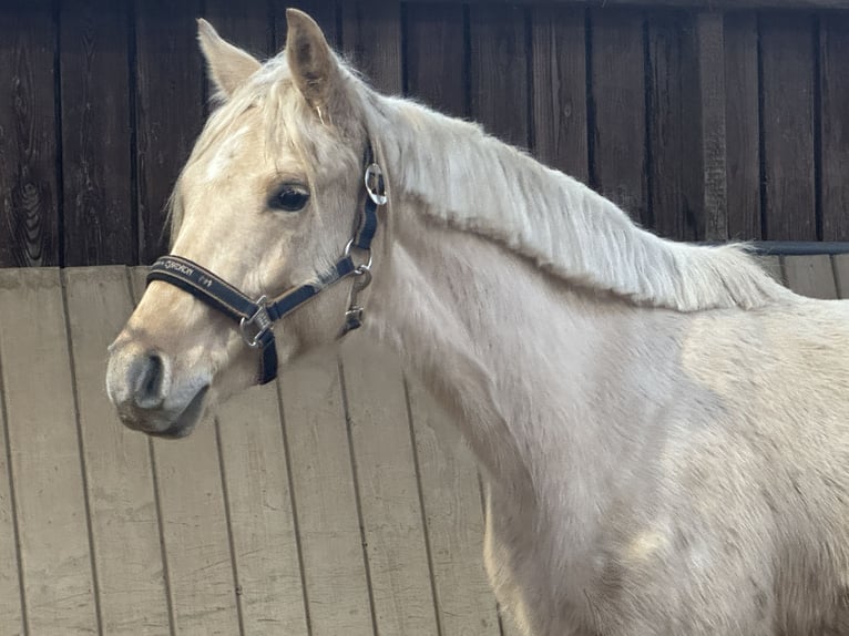 Deutsches Reitpony Wallach 2 Jahre 143 cm Palomino in Landau