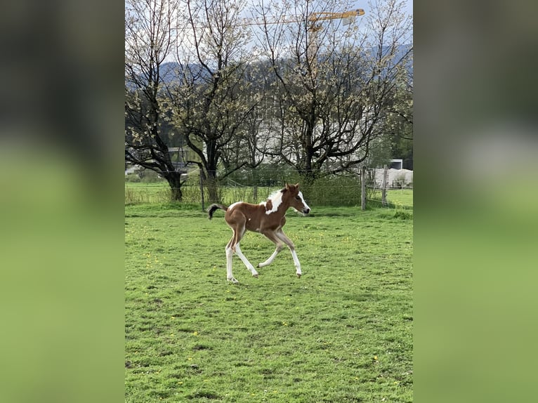 Deutsches Reitpony Wallach 2 Jahre 143 cm Schecke in Attiswil
