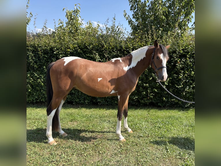 Deutsches Reitpony Wallach 2 Jahre 143 cm Schecke in Attiswil