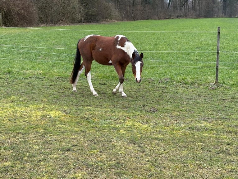 Deutsches Reitpony Wallach 2 Jahre 143 cm Schecke in Attiswil