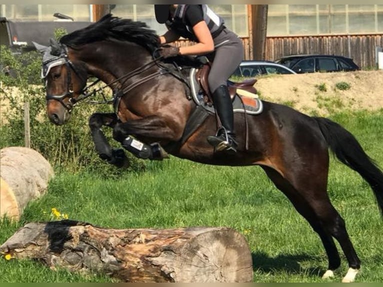 Deutsches Reitpony Wallach 2 Jahre 143 cm Schwarzbrauner in Beimerstetten