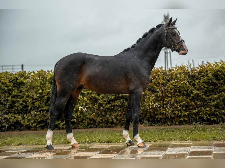 Deutsches Reitpony Wallach 2 Jahre 143 cm Schwarzbrauner in Beimerstetten