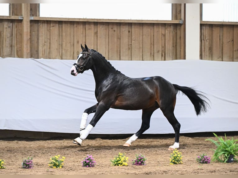 Deutsches Reitpony Wallach 2 Jahre 143 cm Schwarzbrauner in Beimerstetten