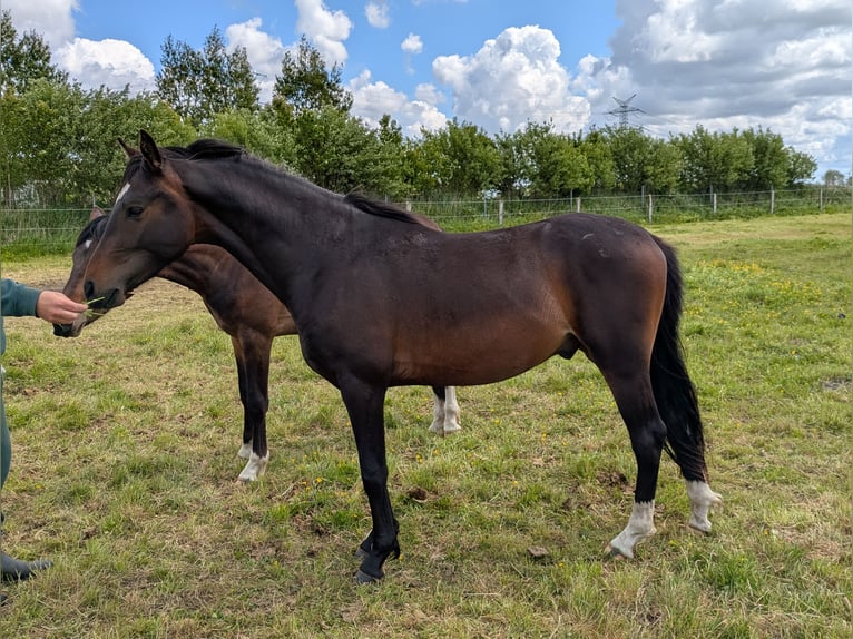 Deutsches Reitpony Wallach 2 Jahre 143 cm Schwarzbrauner in Langenhorn