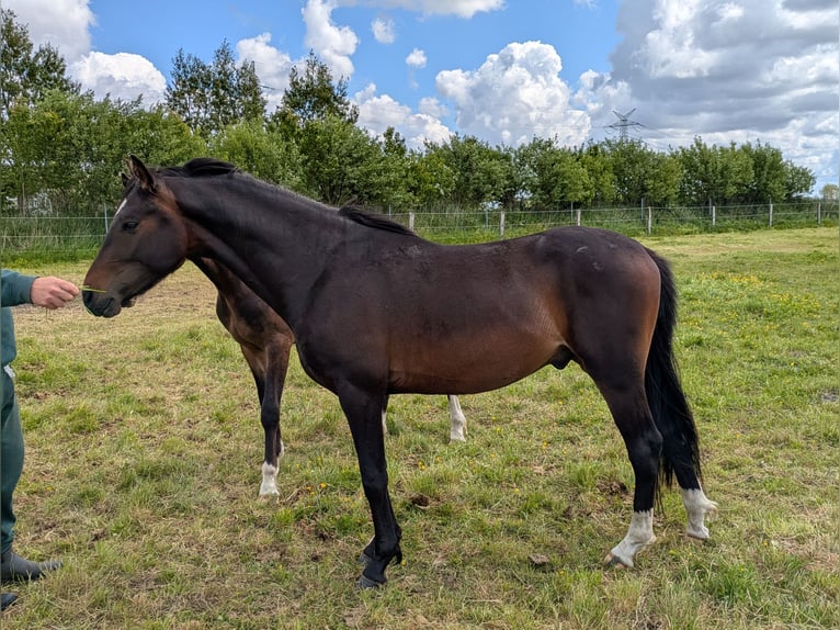 Deutsches Reitpony Wallach 2 Jahre 143 cm Schwarzbrauner in Langenhorn