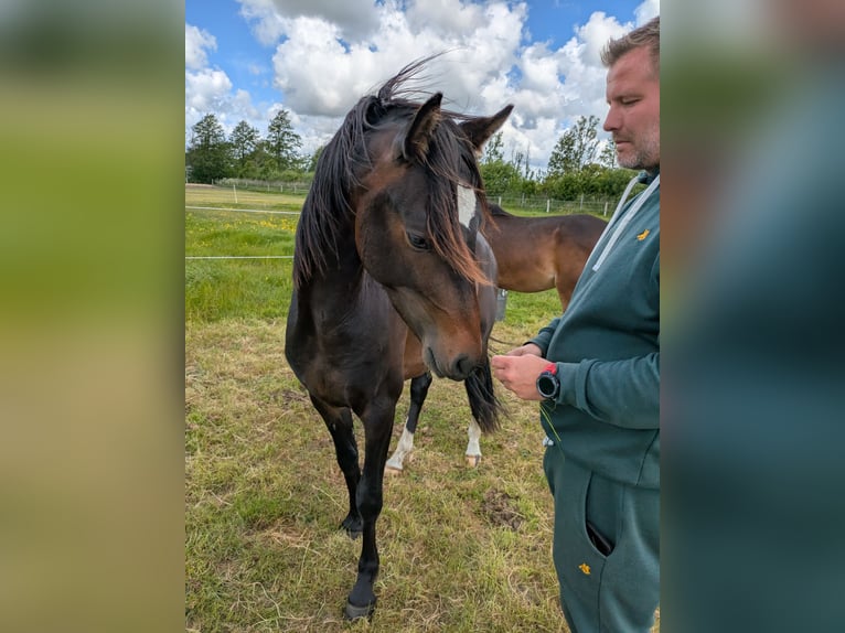 Deutsches Reitpony Wallach 2 Jahre 143 cm Schwarzbrauner in Langenhorn