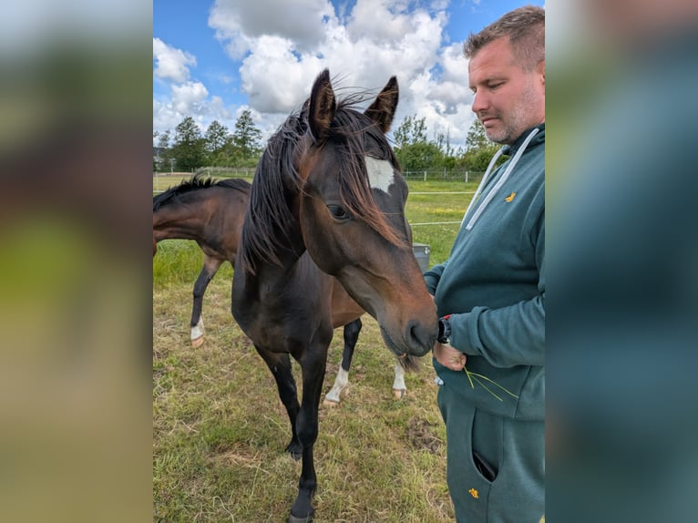 Deutsches Reitpony Wallach 2 Jahre 143 cm Schwarzbrauner in Langenhorn