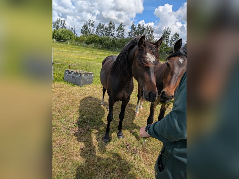 Deutsches Reitpony Wallach 2 Jahre 143 cm Schwarzbrauner in Langenhorn