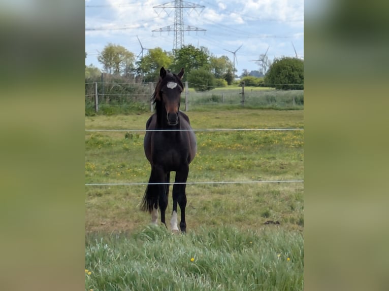 Deutsches Reitpony Wallach 2 Jahre 143 cm Schwarzbrauner in Langenhorn