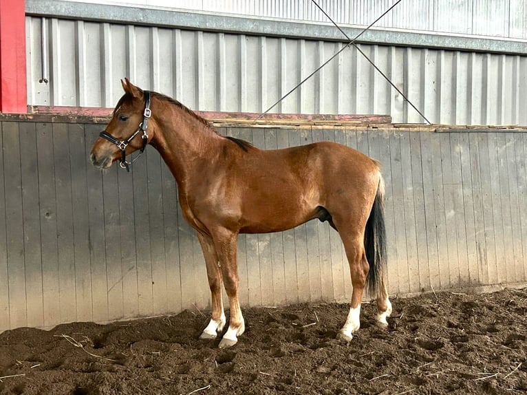 Deutsches Reitpony Wallach 2 Jahre 144 cm Dunkelfuchs in Burgwedel