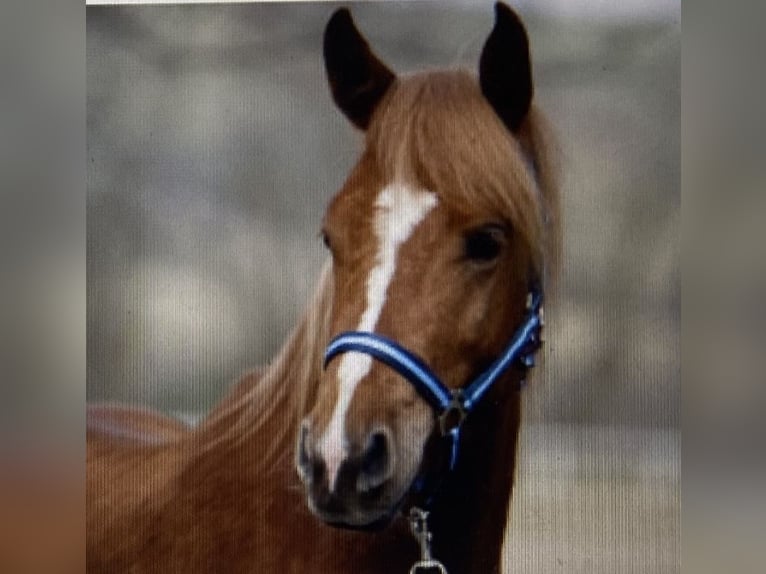 Deutsches Reitpony Wallach 2 Jahre 144 cm Fuchs in Viersen