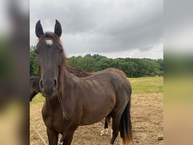 Deutsches Reitpony Wallach 2 Jahre 144 cm Rappe in Amtsberg