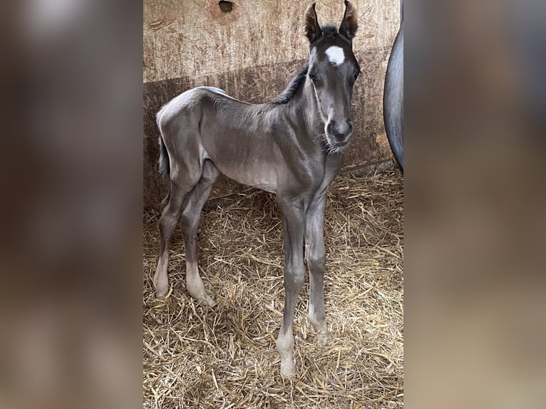 Deutsches Reitpony Wallach 2 Jahre 144 cm Rappe in Amtsberg