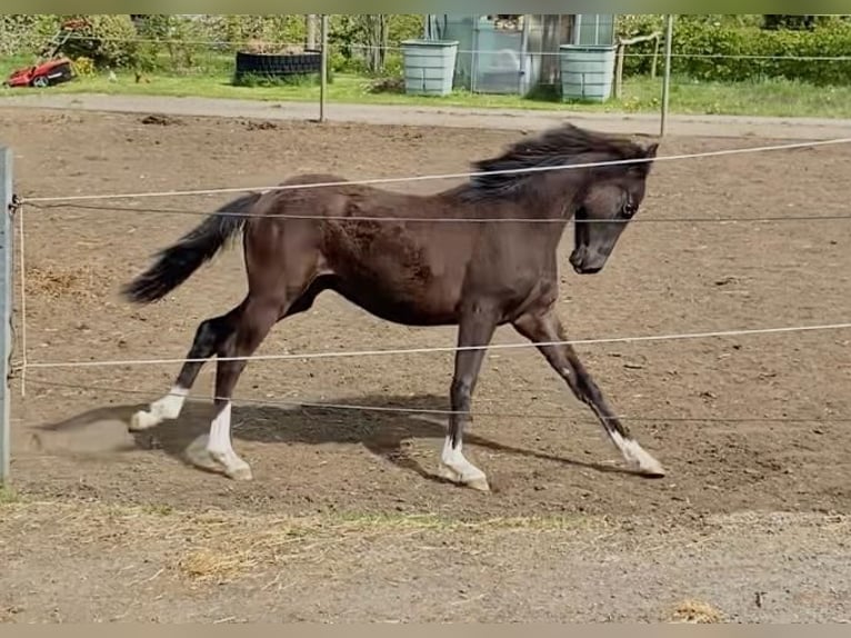 Deutsches Reitpony Wallach 2 Jahre 144 cm Rappe in Amtsberg