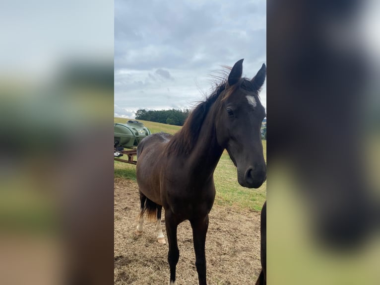 Deutsches Reitpony Wallach 2 Jahre 144 cm Rappe in Amtsberg
