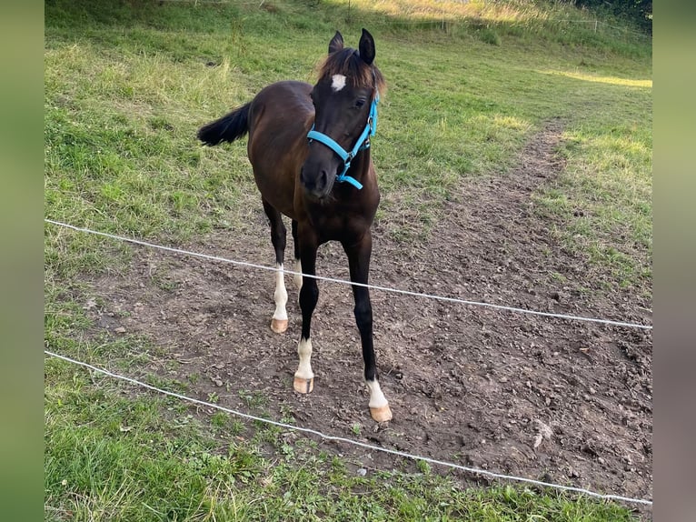 Deutsches Reitpony Wallach 2 Jahre 144 cm Rappe in Amtsberg