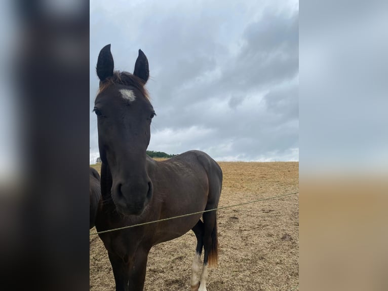 Deutsches Reitpony Wallach 2 Jahre 144 cm Rappe in Amtsberg