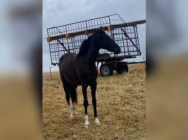 Deutsches Reitpony Wallach 2 Jahre 144 cm Rappe in Amtsberg
