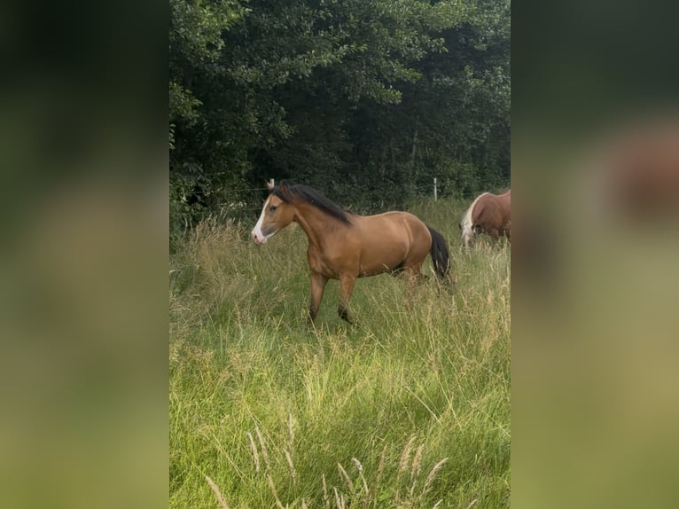 Deutsches Reitpony Wallach 2 Jahre 145 cm Buckskin in Ritterhude