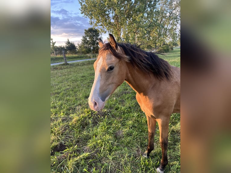 Deutsches Reitpony Wallach 2 Jahre 145 cm Buckskin in Ritterhude