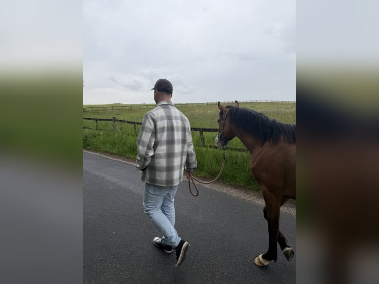 Deutsches Reitpony Wallach 2 Jahre 145 cm Buckskin in Ritterhude