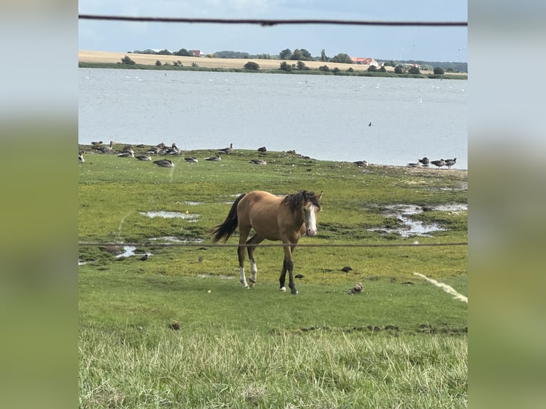 Deutsches Reitpony Wallach 2 Jahre 145 cm Buckskin in Ritterhude