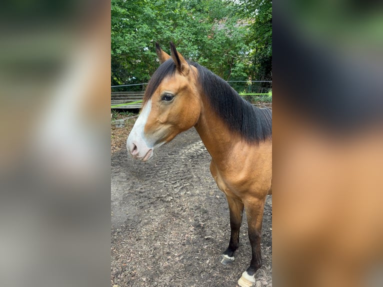 Deutsches Reitpony Wallach 2 Jahre 145 cm Buckskin in Ritterhude
