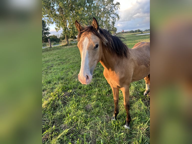 Deutsches Reitpony Wallach 2 Jahre 145 cm Buckskin in Ritterhude