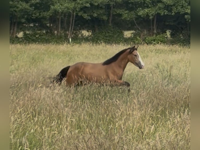 Deutsches Reitpony Wallach 2 Jahre 145 cm Buckskin in Ritterhude