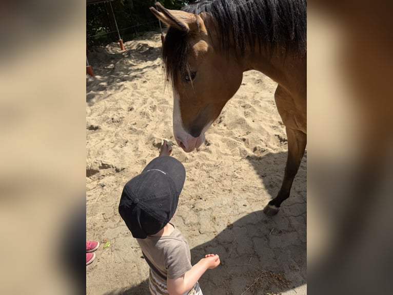 Deutsches Reitpony Wallach 2 Jahre 145 cm Buckskin in Ritterhude