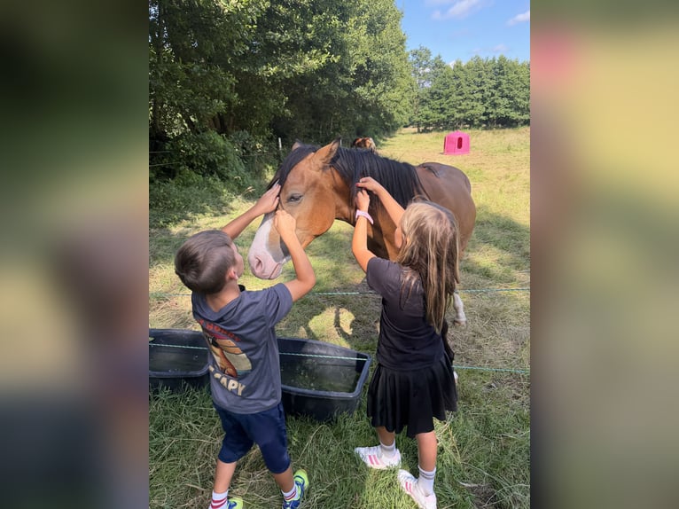 Deutsches Reitpony Wallach 2 Jahre 145 cm Buckskin in Ritterhude