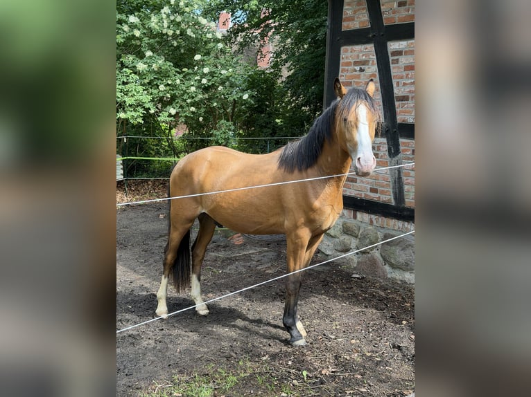 Deutsches Reitpony Wallach 2 Jahre 145 cm Buckskin in Ritterhude