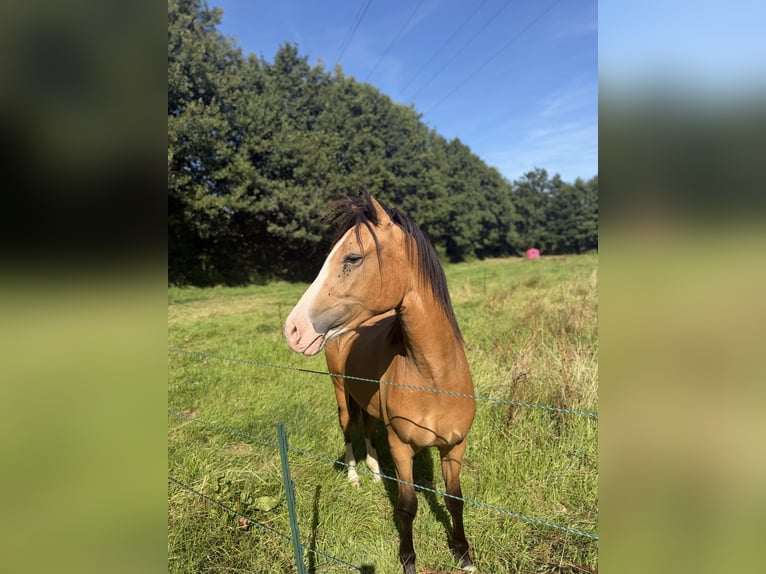 Deutsches Reitpony Wallach 2 Jahre 145 cm Buckskin in Ritterhude