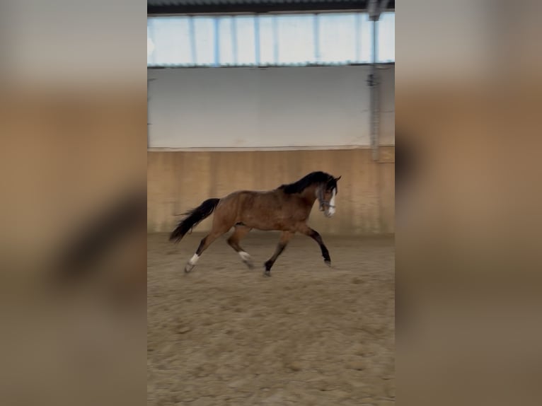 Deutsches Reitpony Wallach 2 Jahre 145 cm Buckskin in Ritterhude