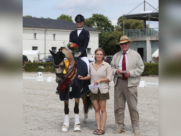 Deutsches Reitpony Wallach 2 Jahre 145 cm Buckskin in Kamern