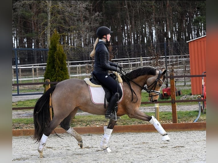 Deutsches Reitpony Wallach 2 Jahre 145 cm Buckskin in Kamern